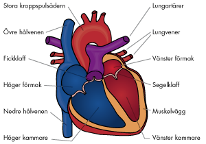 Läs om hjärtats anatomi