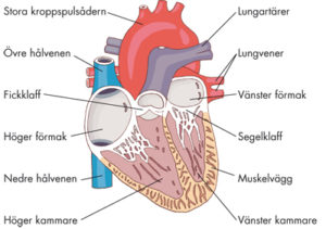 Läs om hjärtats anatomi